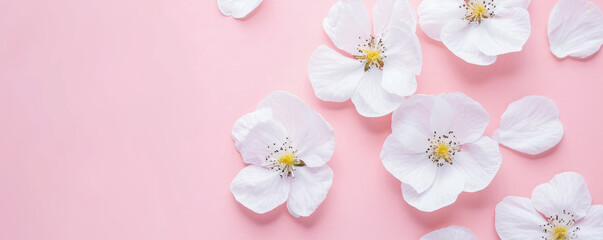 Cherry tree flowers lie on a pink background with copy space for text. View from above.