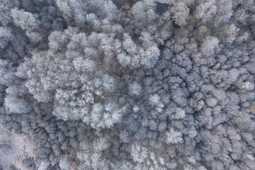 Des arbres givrés en hiver dans une forêt