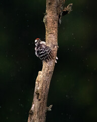 Birds - Downy Woodpecker, Sleeter Lake, Round Hill, Virginia.jpg