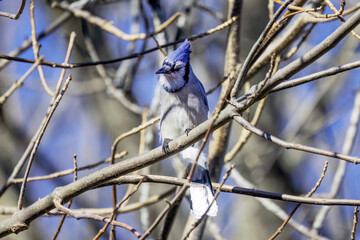 The Blue jay (Cyanocitta cristata) 