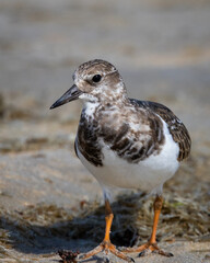 Birds, Ruddy Turnstone, Outerbanks, North Carolina.jpg