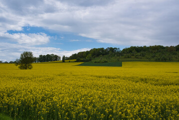 Blühende Rapsfelder im Frühling