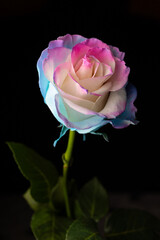 Piękna kolorowa róża 2