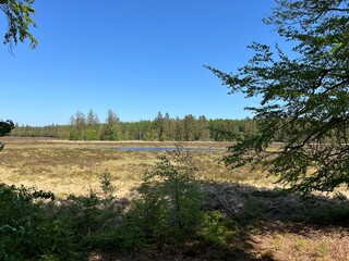 landscape with trees