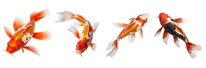 Fototapeta premium Set of a photo image of a Koi Fish on a Transparent Background