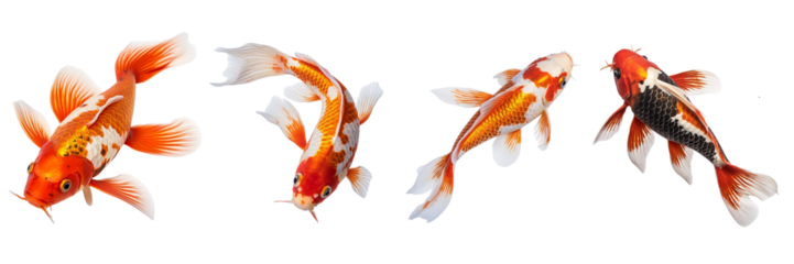  Set of a photo image of a Koi Fish on a Transparent Background