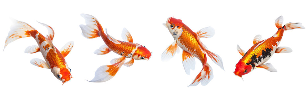  Set of a photo image of a Koi Fish on a Transparent Background