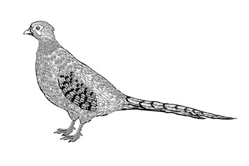 Vector illustration of a pheasant