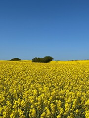 Obraz premium field of yellow rapeseed