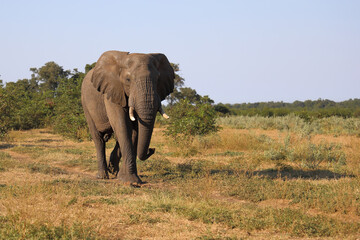 Afrikanischer Elefant / African elephant / Loxodonta africana
