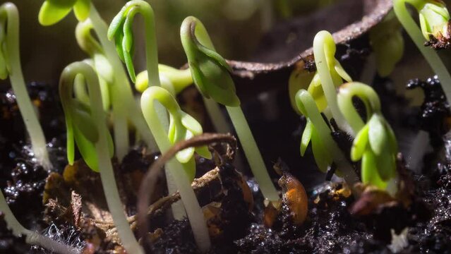 Cress Sprouting – Time Lapse