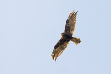 Western Marsh Harrier