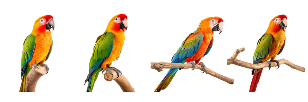  Set of a photo image of a Parrot Perch on a Transparent Background 