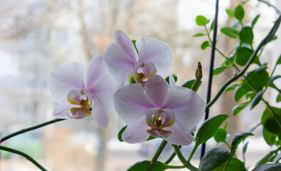 Blooming white orchid on a window or moth orchid under the diffused natural light of window shutters