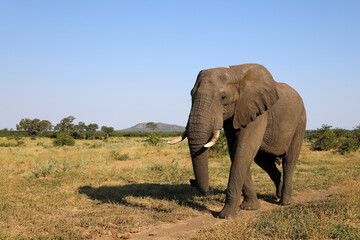 Obraz premium Afrikanischer Elefant / African elephant / Loxodonta africana