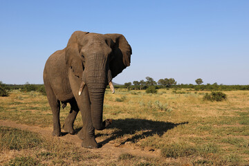 Obraz premium Afrikanischer Elefant / African elephant / Loxodonta africana