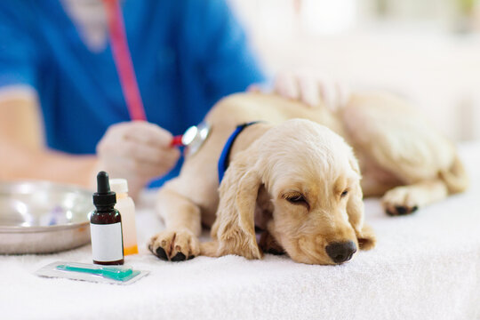 Vet examining dog. Puppy at veterinarian doctor.