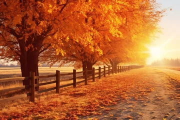 Fototapeten Autumn landscape with yellow trees, road and wooden fence at sunset © Velvet