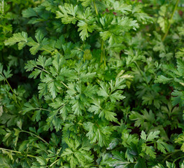 Parsley grows in the garden