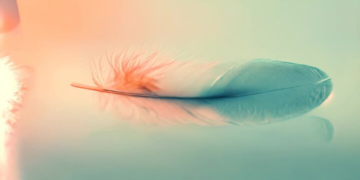 Feather on a smooth surface with a soft reflection. Concept of lightness and tenderness.
