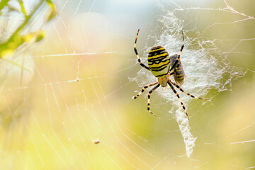 A Wasp Spider (Argiope bruennichi) in its web, the striking yellow and black markings gleaming in...