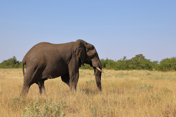 Afrikanischer Elefant / African elephant / Loxodonta africana