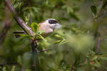 A Eurasian Penduline Tit (Remiz pendulinus) gathering nesting material, a blend of softness against the spring greenery.