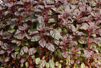 Close up view of beautiful spinach. Red Spinach fresh Amaranth leaves