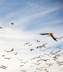 a flock of birds flying in the sky