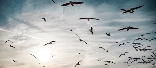 Fotobehang a flock of birds flying in the sky © ARAMYAN