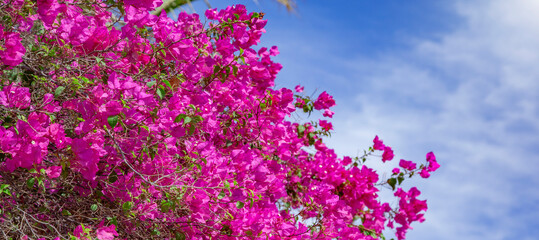 Obraz na płótnie Canvas a pink flowered bush with a blue sky in the background