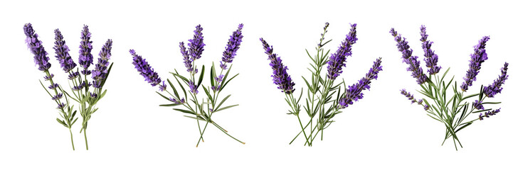 Set of a lavender flower stems with leaves isolated cutout on a Transparent Background - obrazy, fototapety, plakaty