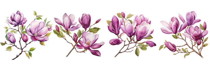 Set of a watercolor painting of a purple magnolia flowers with branches and green leaves on a Transparent Background