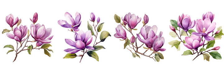 Fototapeta na wymiar Set of a watercolor painting of a purple magnolia flowers with branches and green leaves on a Transparent Background