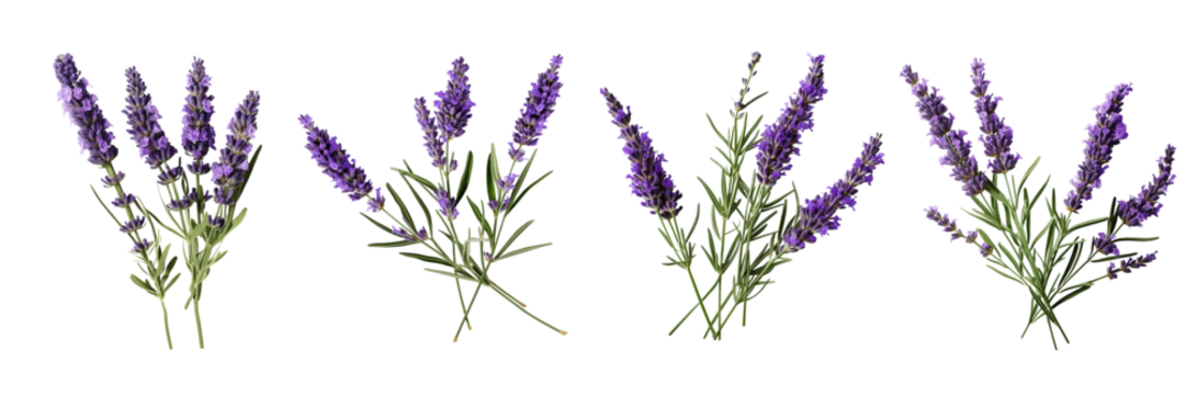 Set of a lavender flower stems with leaves isolated cutout on a Transparent Background