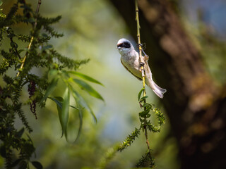 A vigilant Eurasian Penduline Tit (Remiz pendulinus) clings to a vine, its gaze alert amidst the lush foliage.