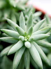 sedum morganum succulent plant close-up
