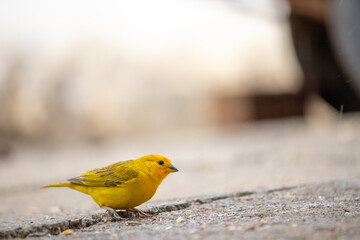 The true canary or land canary, not to be confused with the canary or domestic canary, belongs to the Thraupidae family and is a bird with an orange color on the forehead and face, a lemon-yellow body