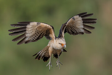 Yellow-headed caracara