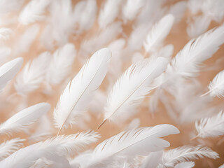 Feathers of white color on a soft light background, soft focus