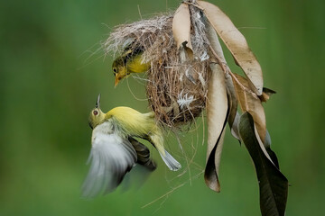 Olive-backed sunbird feeding the chick
