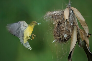 Olive-backed sunbird feeding the chick