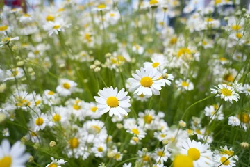Zelfklevend Fotobehang White daisies in the meadow,  Chamomile field © Prism