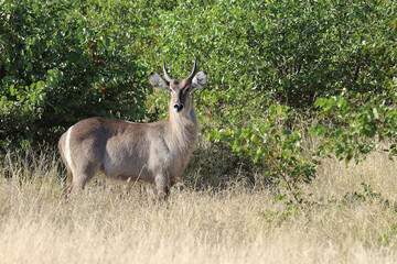 Wasserbock / Waterbuck / Kobus ellipsiprymnus