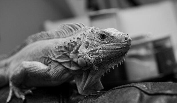 Green iguana black and white image