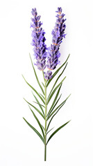 Fototapeta premium Lavender flower isolated on white background