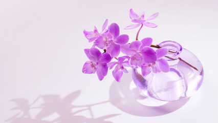 purple flowering orchid isolated in a transparent glass vase with sunlight and shadow, graceful floral decoration closeup, popular indoor home decor
