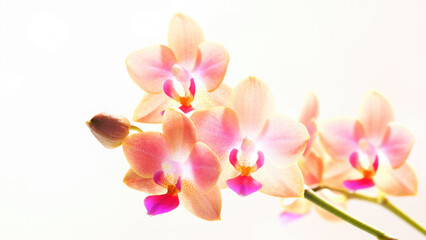 pink colored bright blooming orchid flower isolated on white background in sunshine, symbol for purity and natural beauty