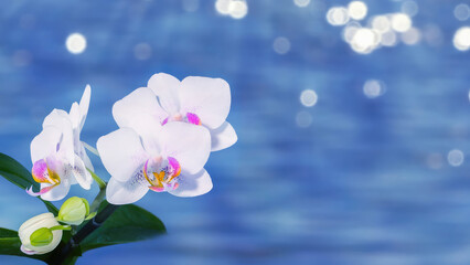 white blooming orchid flower in front of blurred water background with sun lights, floral summer day nature scene with copy space for travel and vacation