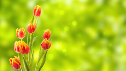 bunch of bright colorful tulips isolated on abstract green spring background with sunlight , happy easter greeting card concept with copy space
